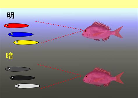 魚顏色|第3回 魚の色覚はすごい！ 